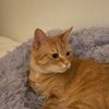 catroon